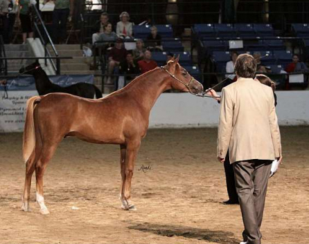 HorseID: 2321090 Charmed DCF - PhotoID: 1108618