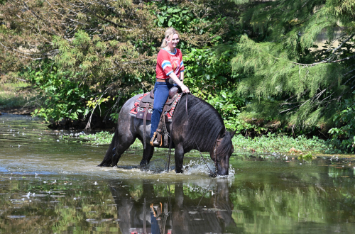 HorseID: 2321093 Dakota's Legacy - PhotoID: 1108624