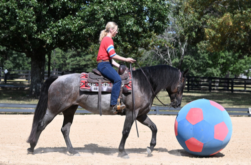 HorseID: 2321093 Dakota's Legacy - PhotoID: 1108625