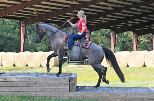 HorseID: 2321093 Dakota's Legacy - PhotoID: 1108627