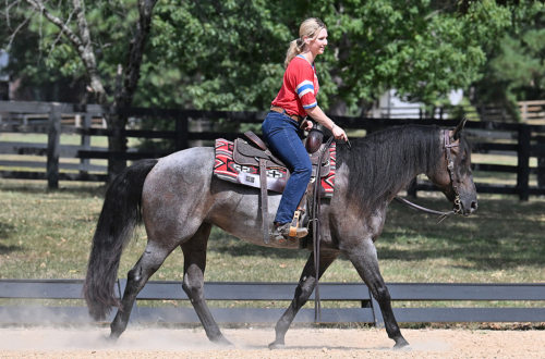 HorseID: 2321093 Dakota's Legacy - PhotoID: 1108628