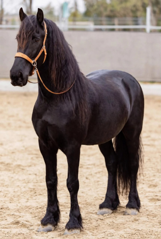 HorseID: 2321094 milano - PhotoID: 1108634