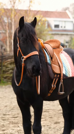 HorseID: 2321094 milano - PhotoID: 1108635