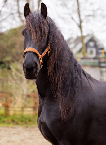 HorseID: 2321094 milano - PhotoID: 1108636