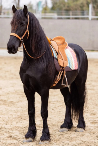 HorseID: 2321094 milano - PhotoID: 1108637