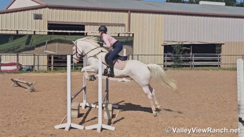 HorseID: 2321097 Look N For A Spot - PhotoID: 1108641