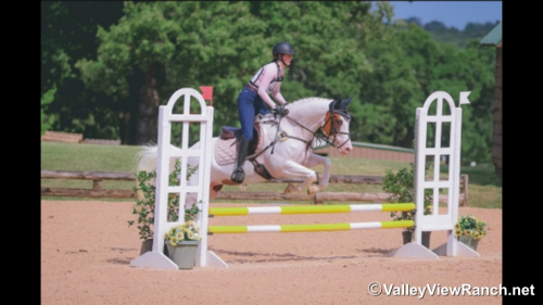 HorseID: 2321097 Look N For A Spot - PhotoID: 1108644
