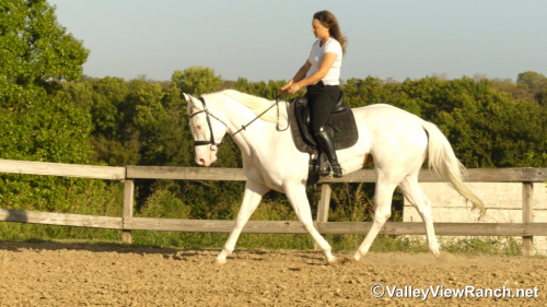 HorseID: 2321097 Look N For A Spot - PhotoID: 1108646