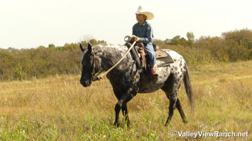 HorseID: 2321101 Billy Ray - PhotoID: 1108652