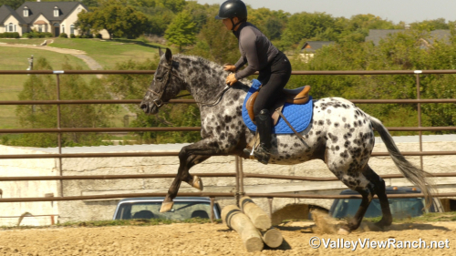 HorseID: 2321101 Billy Ray - PhotoID: 1108653