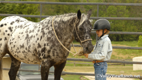 HorseID: 2321101 Billy Ray - PhotoID: 1108654