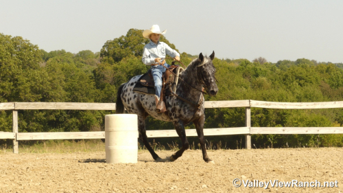 HorseID: 2321101 Billy Ray - PhotoID: 1108655