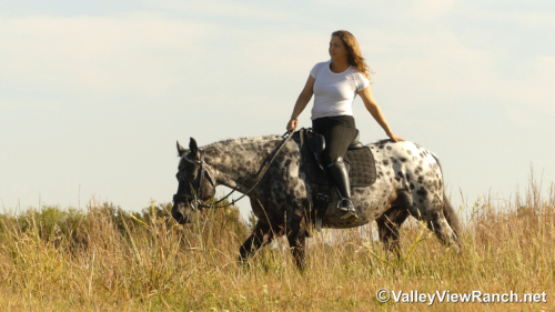 HorseID: 2321101 Billy Ray - PhotoID: 1108656