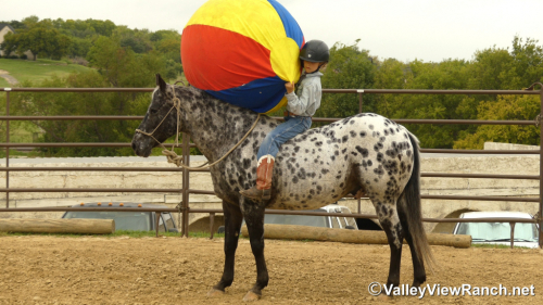 HorseID: 2321101 Billy Ray - PhotoID: 1108657
