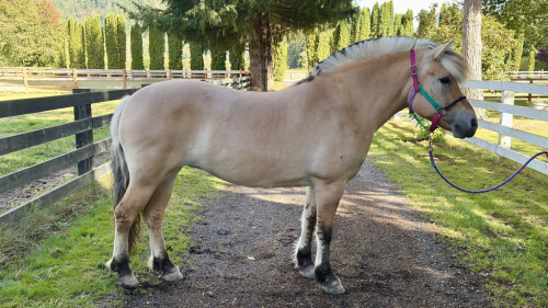 HorseID: 2321106 Shermstad Vakkar Princesse - PhotoID: 1108684