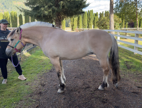 HorseID: 2321106 Shermstad Vakkar Princesse - PhotoID: 1108685