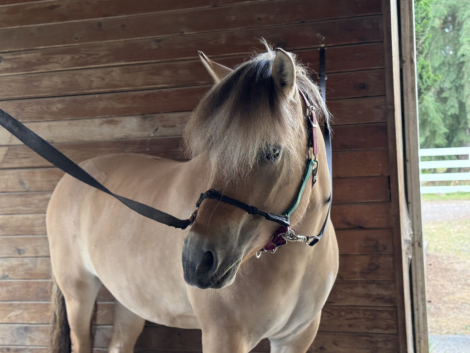 HorseID: 2321106 Shermstad Vakkar Princesse - PhotoID: 1108687