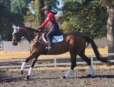 HorseID: 2321112 Jett N Joanne - PhotoID: 1108692