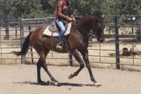 HorseID: 2321112 Jett N Joanne - PhotoID: 1108693