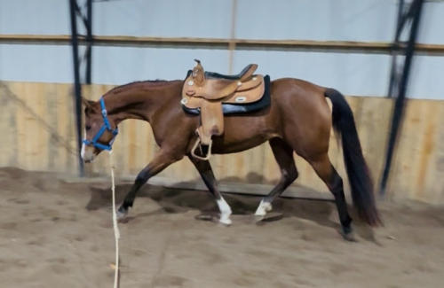 HorseID: 2321117 Annie Oakley - PhotoID: 1108695