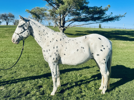 HorseID: 2321120 Whiskey on the spots - PhotoID: 1108699