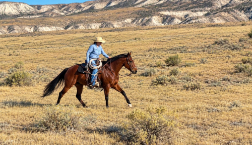 HorseID: 2321122 Cats Red Pepto - PhotoID: 1108703