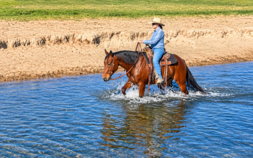 HorseID: 2321122 Cats Red Pepto - PhotoID: 1108705