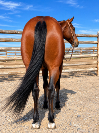 HorseID: 2321122 Cats Red Pepto - PhotoID: 1108707