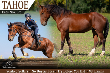 HorseID: 2321128 Tahoe - PhotoID: 1108715
