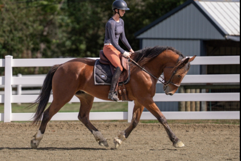 HorseID: 2321128 Tahoe - PhotoID: 1108716