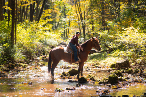 HorseID: 2321128 Tahoe - PhotoID: 1108717
