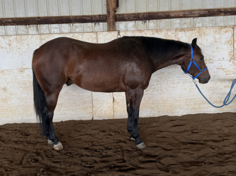 HorseID: 2321130 Modern Hottie - PhotoID: 1108719