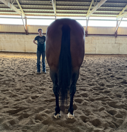 HorseID: 2321130 Modern Hottie - PhotoID: 1108720