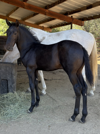 HorseID: 2321146 XCalibur - PhotoID: 1108729