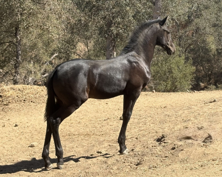 HorseID: 2321146 XCalibur - PhotoID: 1108730