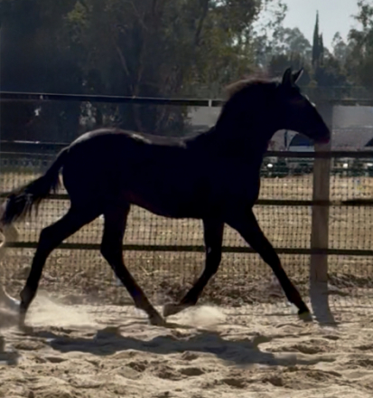 HorseID: 2321146 XCalibur - PhotoID: 1108849