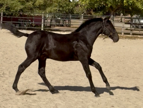 HorseID: 2321146 XCalibur - PhotoID: 1108850
