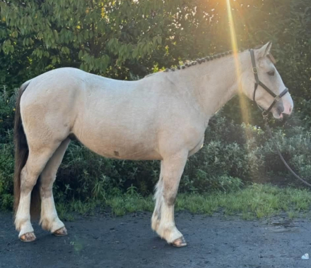 HorseID: 2321147 Kiltiernan Kevin - PhotoID: 1108732