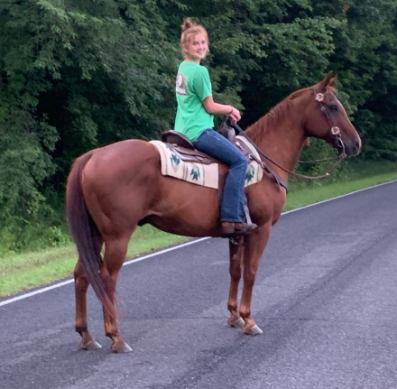 HorseID: 2321150 Cheese - PhotoID: 1108734