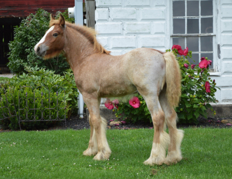 HorseID: 2321151 CHESTNUT OAK'S BLAZE - PhotoID: 1108736