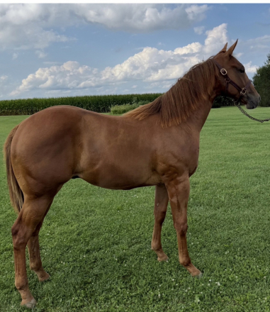 HorseID: 2321153 High Tech Ferrari - PhotoID: 1108794