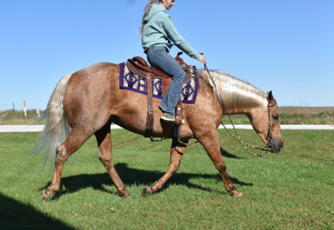 HorseID: 2321155 Cats Purrfect Timing - PhotoID: 1108743