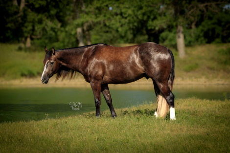 HorseID: 2321156 DUNNITWITHACES - PhotoID: 1108747