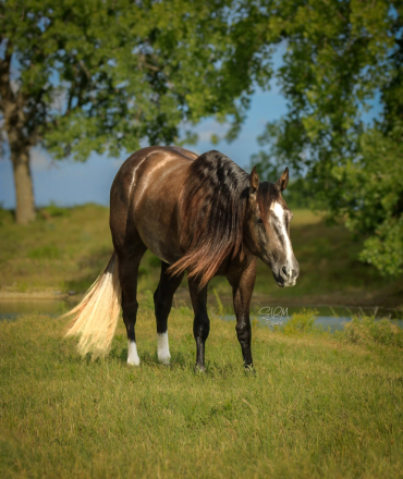 HorseID: 2321156 DUNNITWITHACES - PhotoID: 1108748
