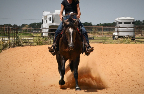 HorseID: 2321156 DUNNITWITHACES - PhotoID: 1108749