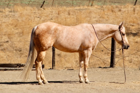 HorseID: 2321157 AUTUMN RAIN - PhotoID: 1108750