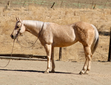 HorseID: 2321157 AUTUMN RAIN - PhotoID: 1108753