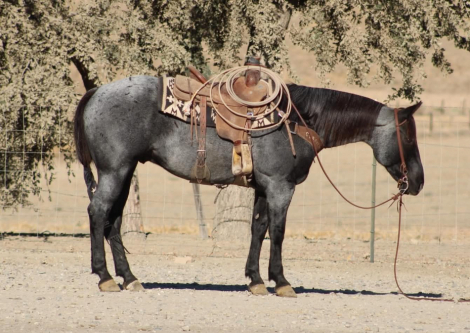 HorseID: 2321159 HD MR PICKLES - PhotoID: 1108754