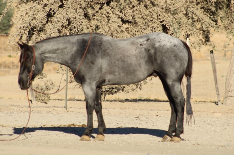 HorseID: 2321159 HD MR PICKLES - PhotoID: 1108755
