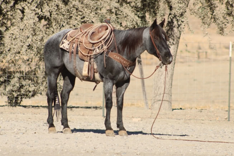 HorseID: 2321159 HD MR PICKLES - PhotoID: 1108756
